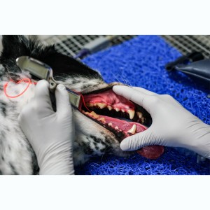 MinnesotaRetractor © Visiovet_iM3