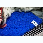 Dentalmatte © Visiovet_iM3