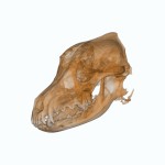 NewTom_5G_XL_VET © Visiovet_Cefla