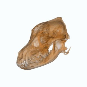 NewTom_5G_XL_VET © Visiovet_Cefla