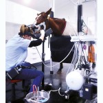 Equine_Zahnstation © Visiovet_iM3