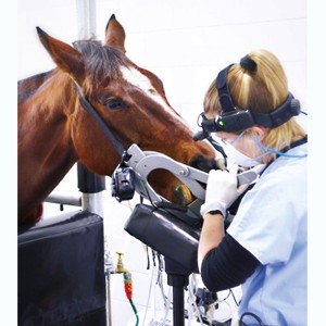Equine_Zahnstation © Visiovet_iM3
