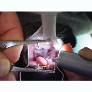 1-1LED_L-S-SNC_HP © Visiovet_iM3