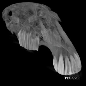 pegaso_112620143